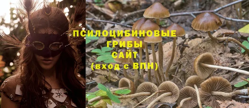 закладки  Алапаевск  Галлюциногенные грибы Magic Shrooms 